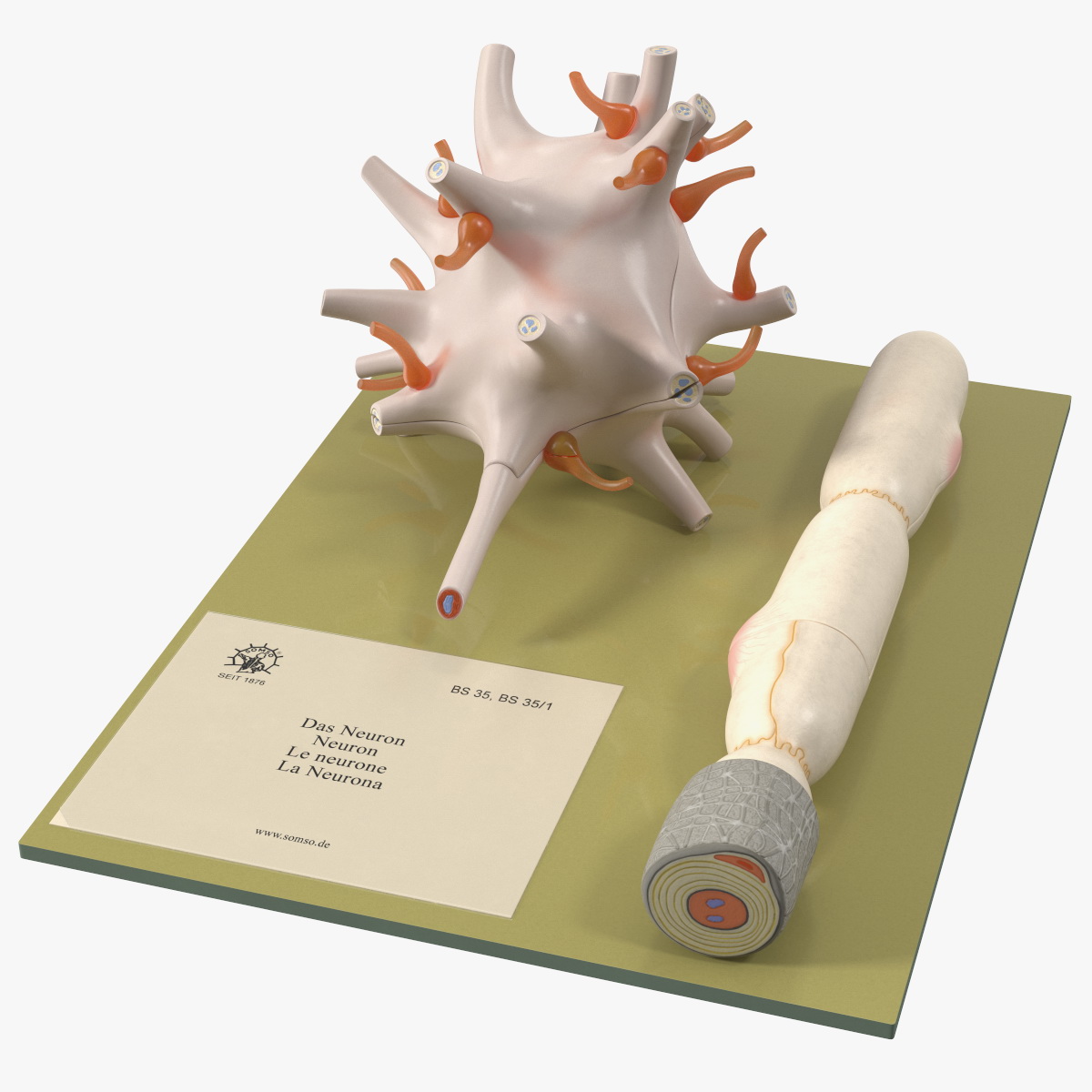 Human Neuron Model on Stand, view 12