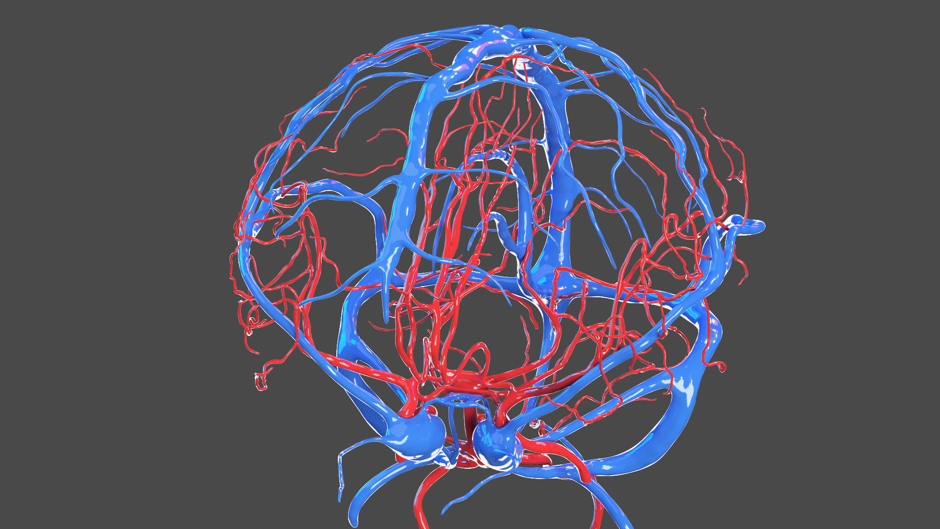 Boy Body Circulatory System 3D