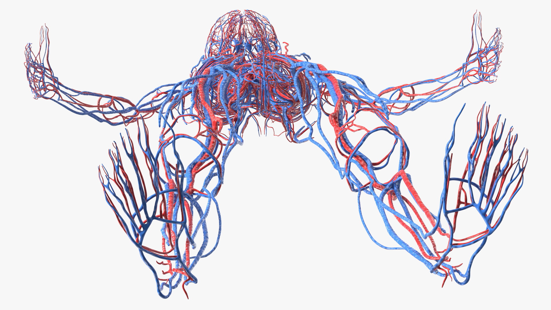 Boy Body Circulatory System 3D