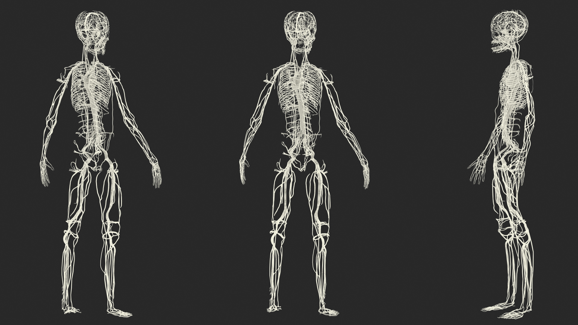 Boy Body Circulatory System 3D