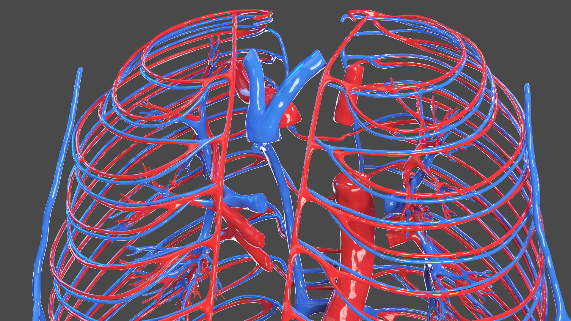 Boy Body Circulatory System 3D