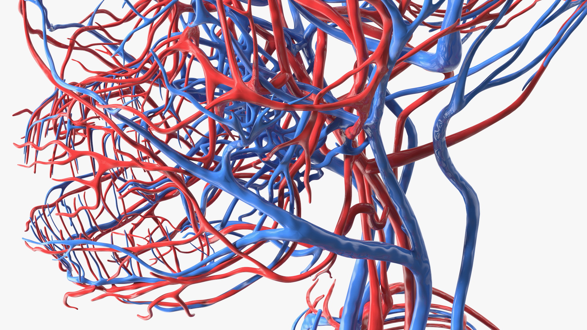 Boy Body Circulatory System 3D
