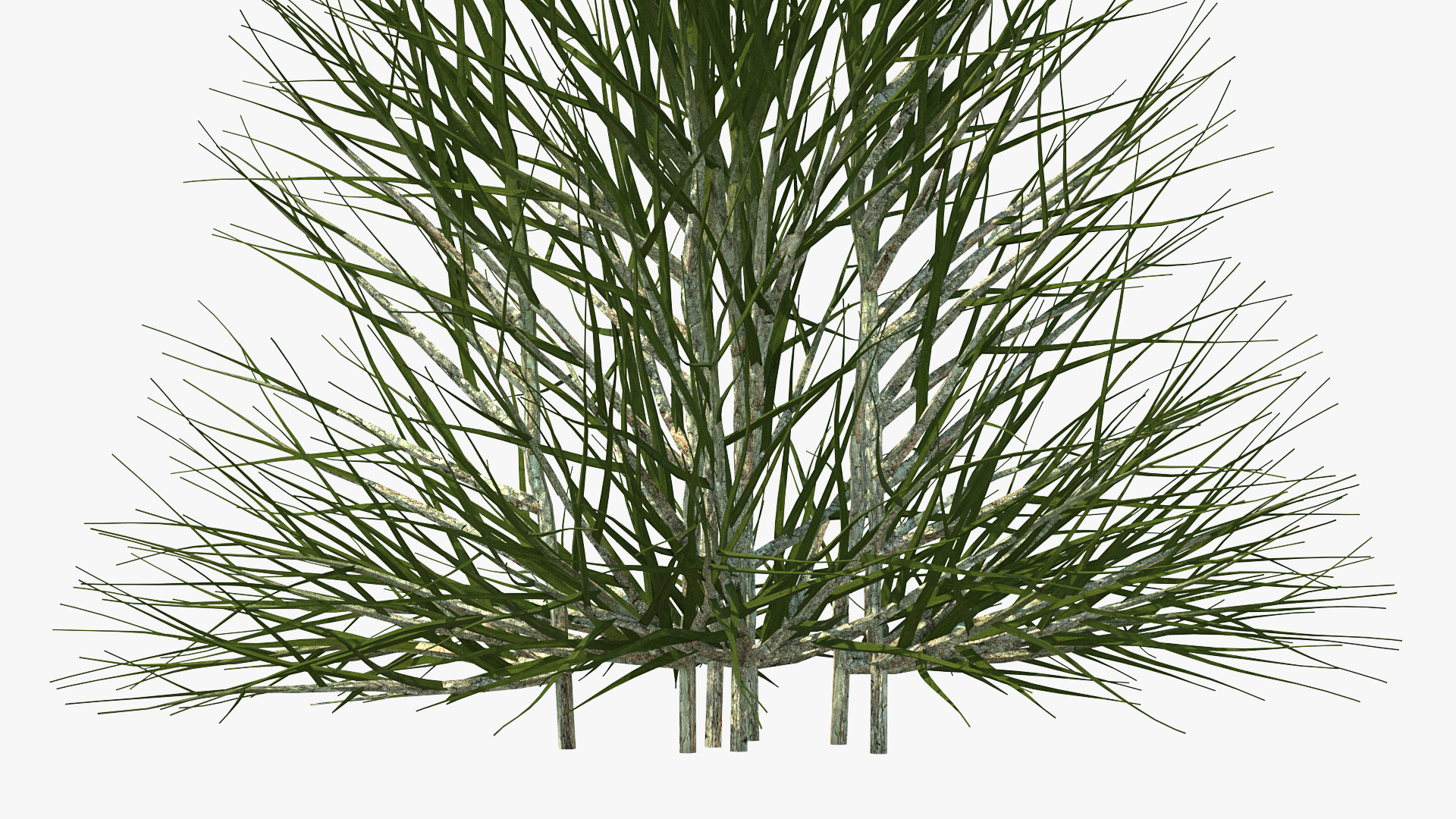 3D Bare Branches model