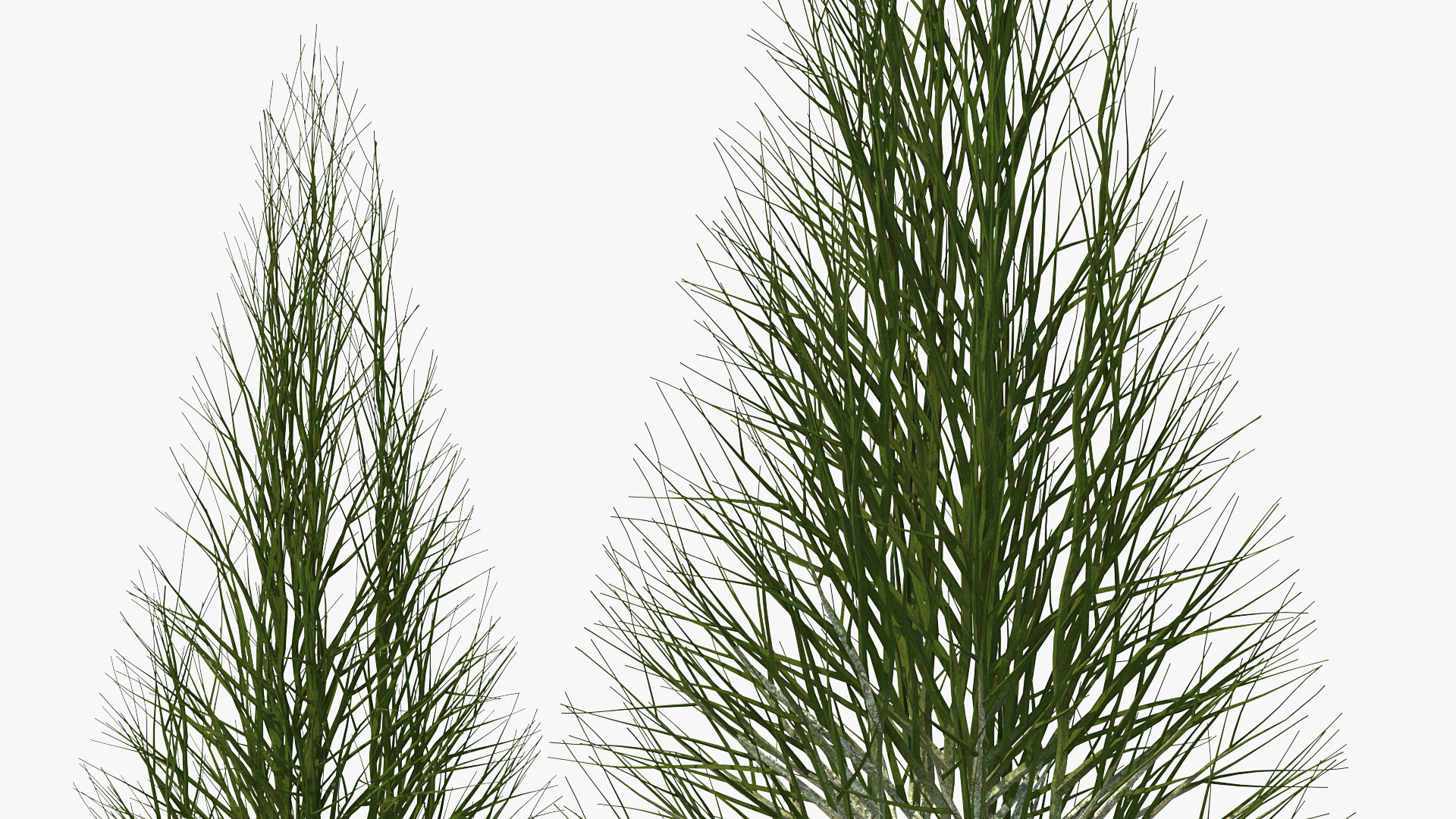 3D Bare Branches model