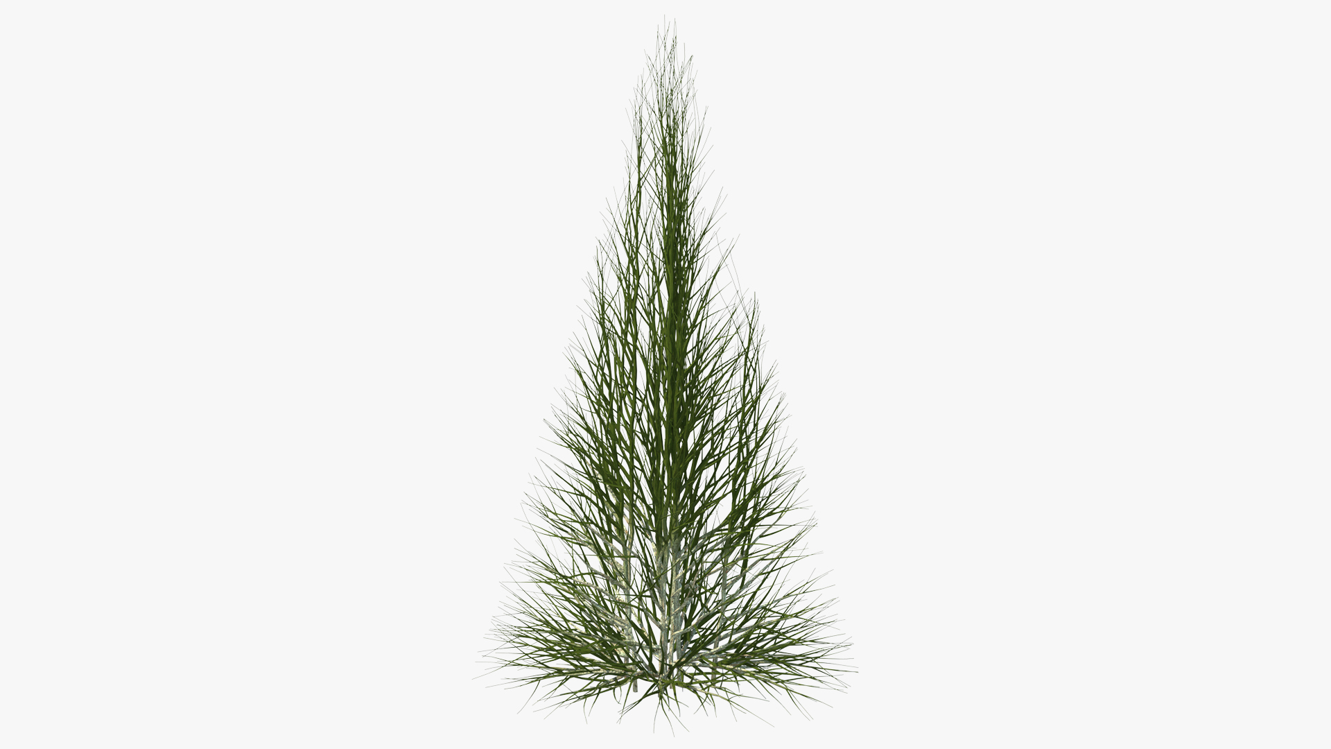 3D Bare Branches model
