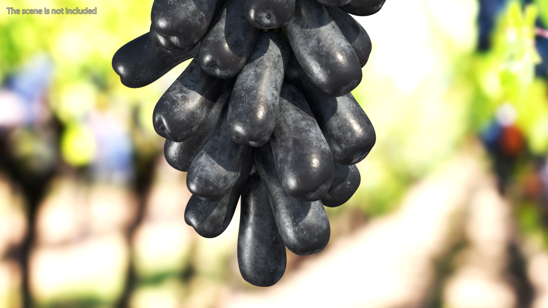 3D Grapes Sweet Sapphire with Leaf