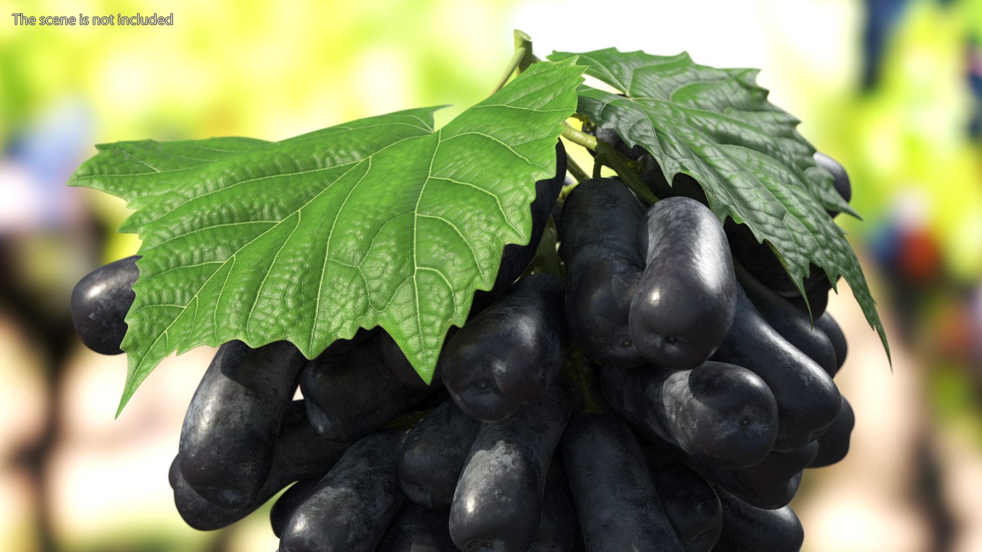 3D Grapes Sweet Sapphire with Leaf