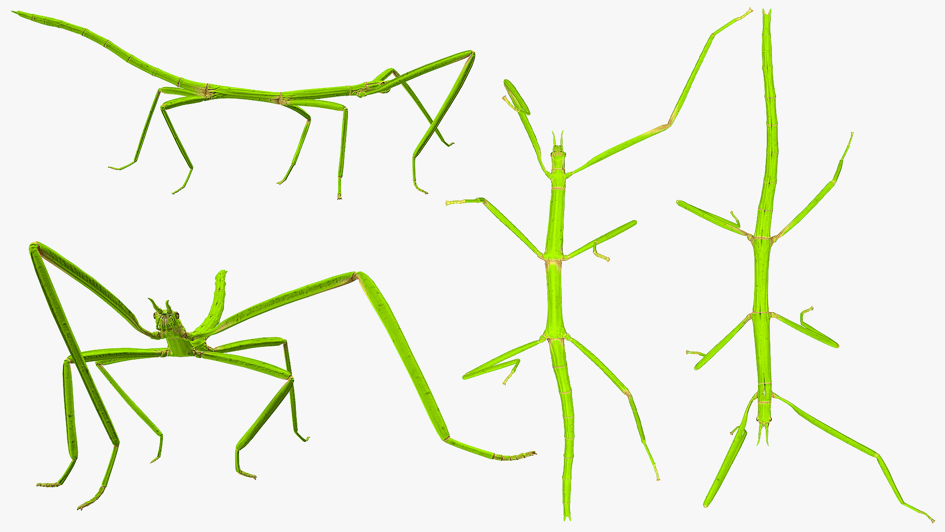 3D Stick Insect Green Walking Pose