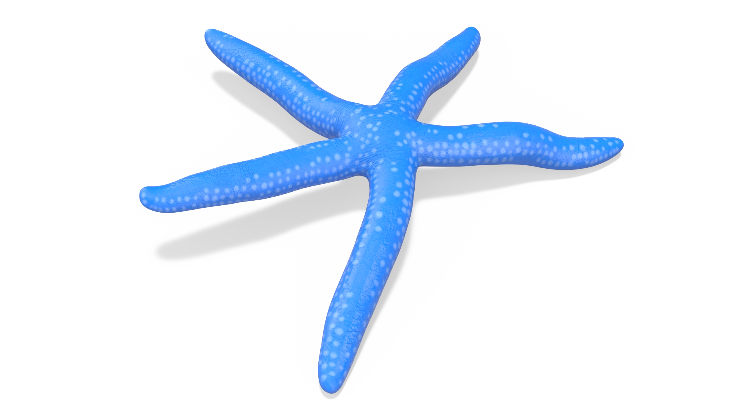 3D Blue Starfish model