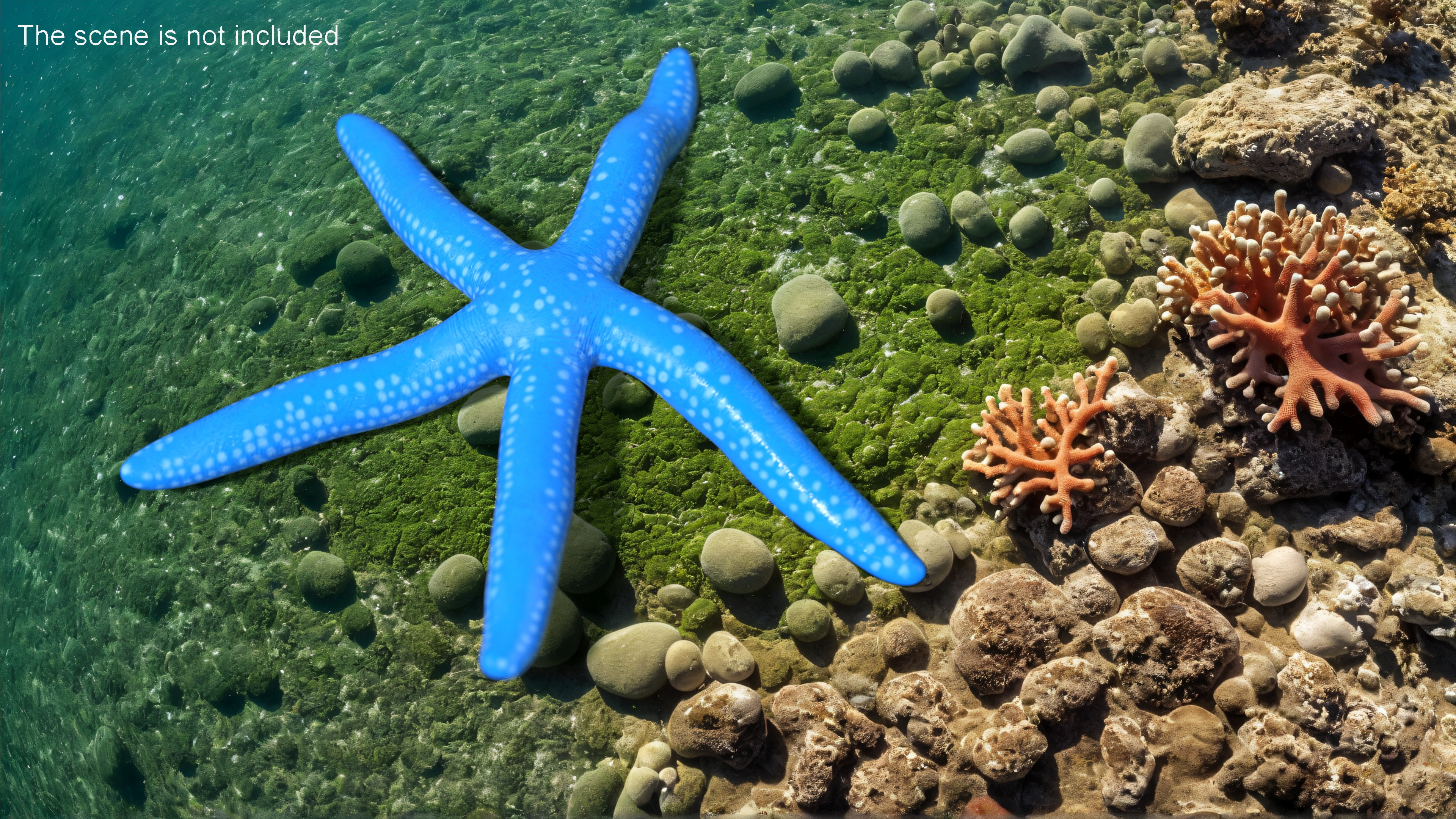 3D Blue Starfish model