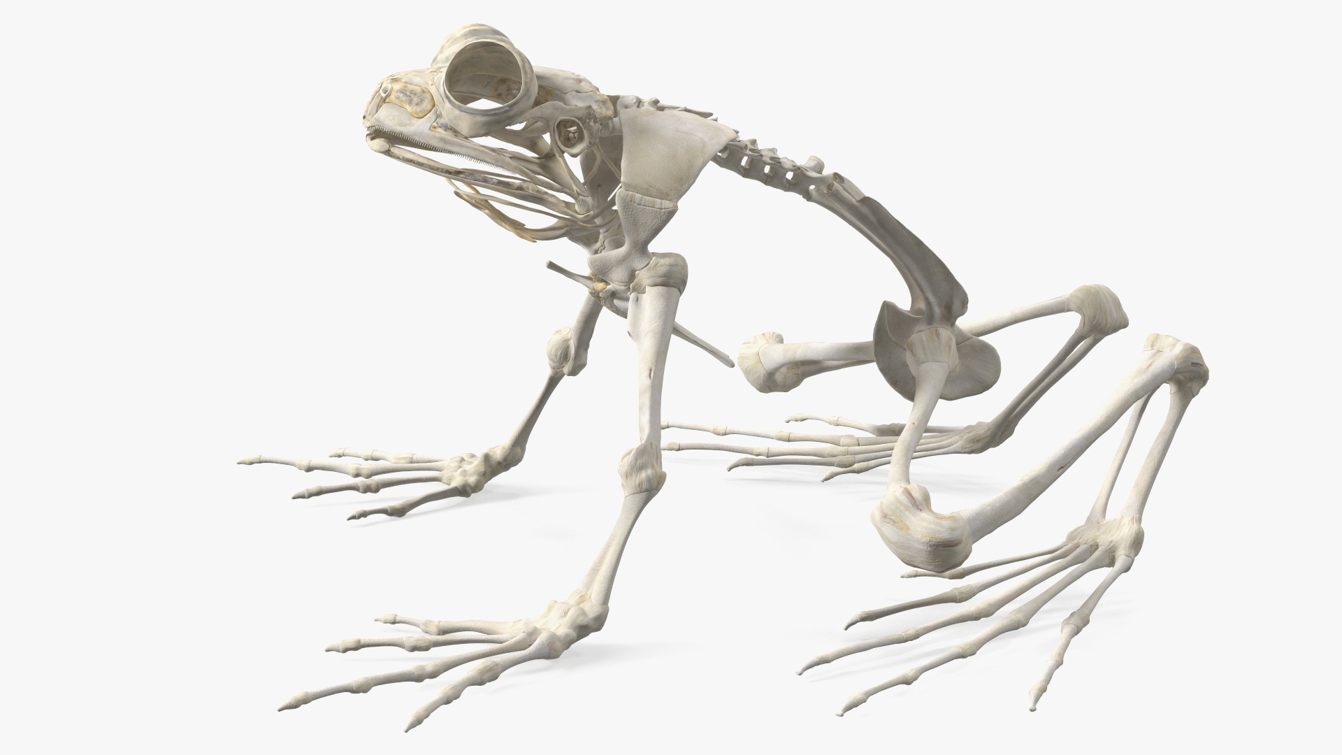 3D Frog Skeleton model