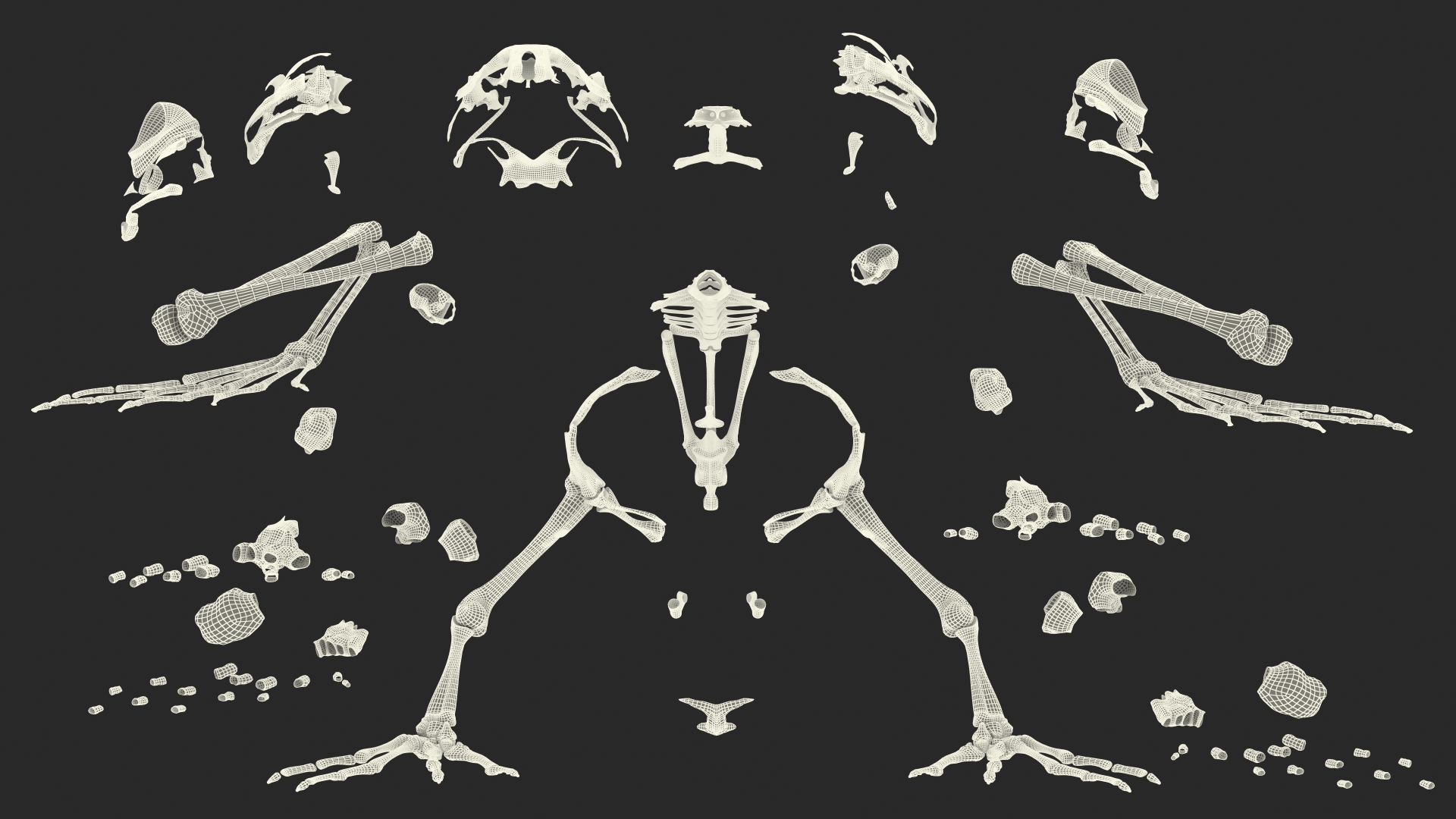 3D Frog Skeleton model