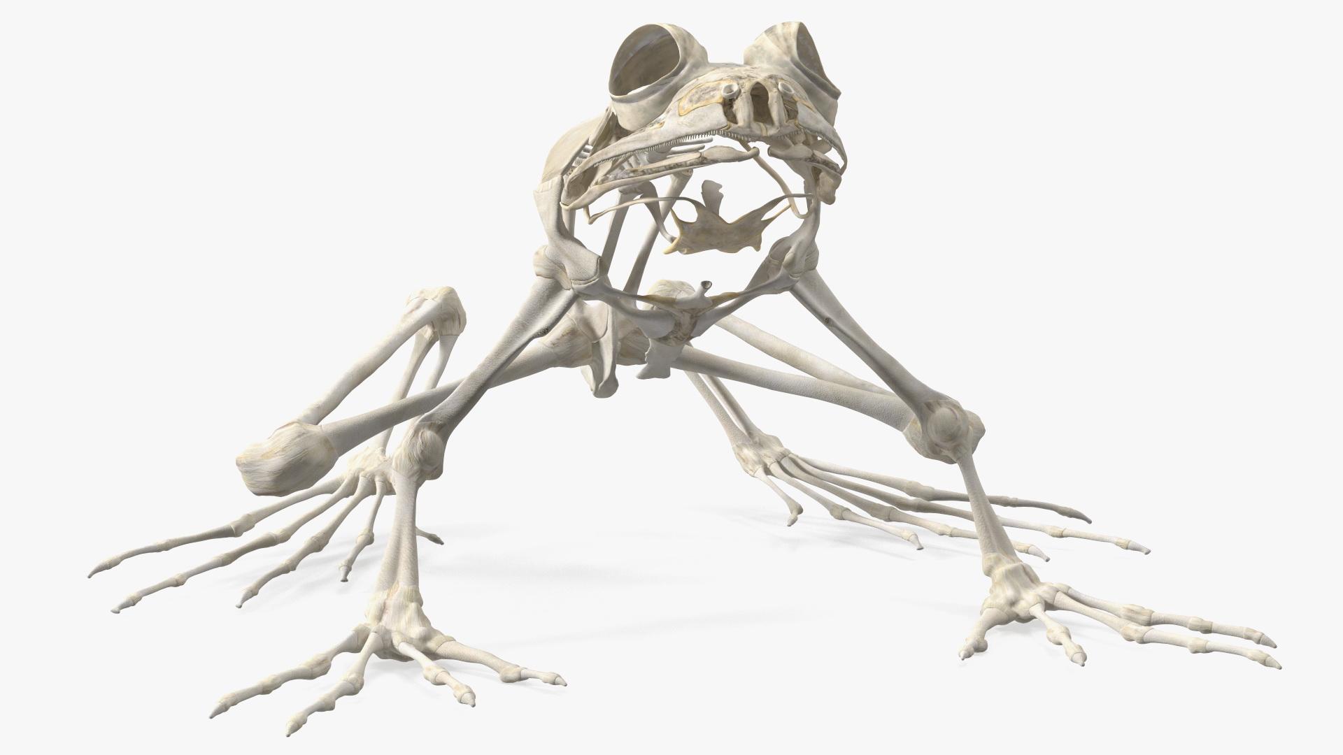 3D Frog Skeleton model