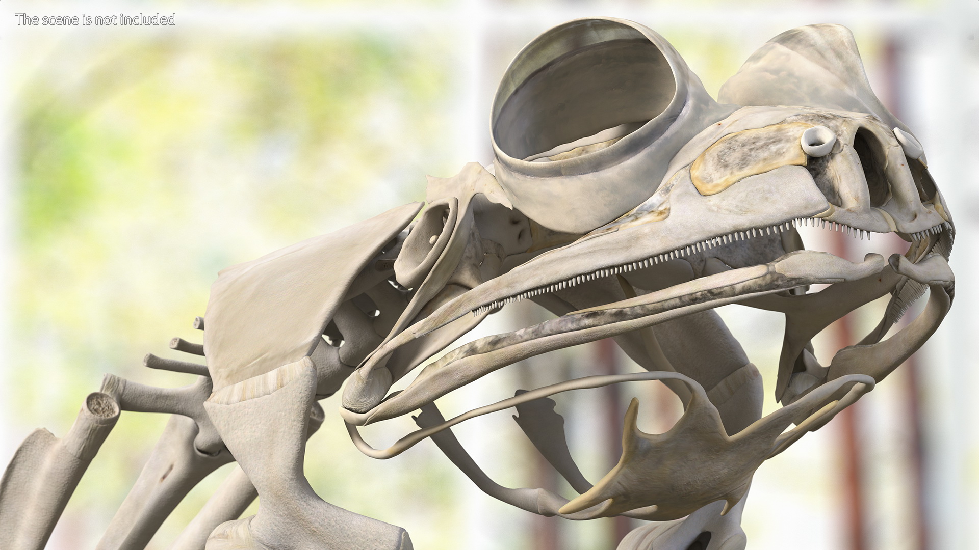 3D Frog Skeleton model