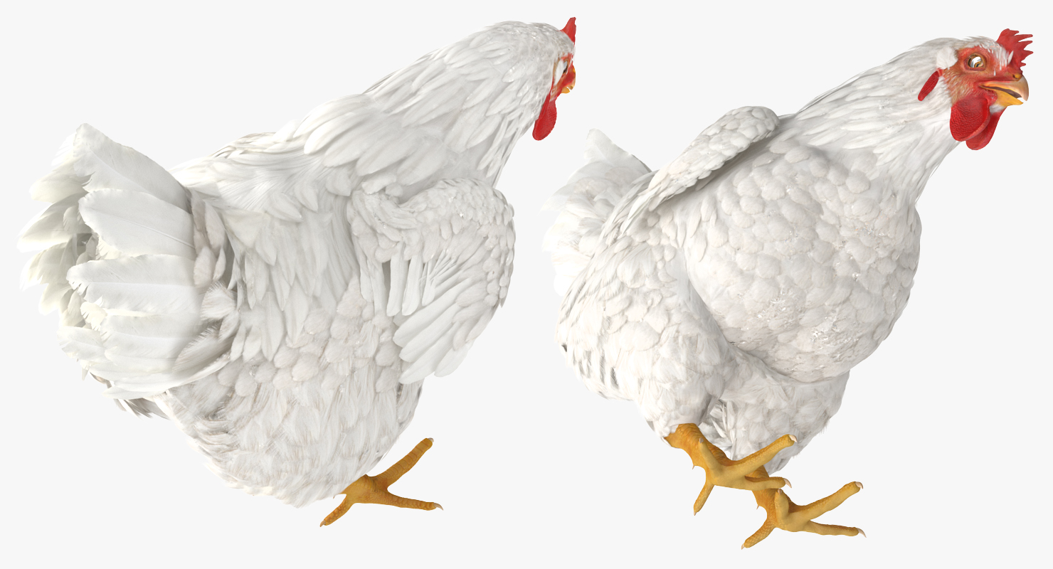 3D model White Chicken Eating Pose