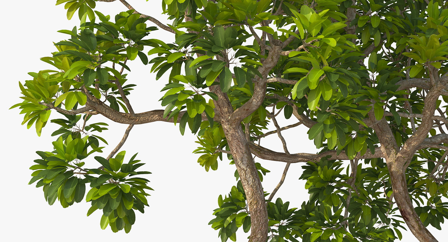 Mangrove Trees 3D model