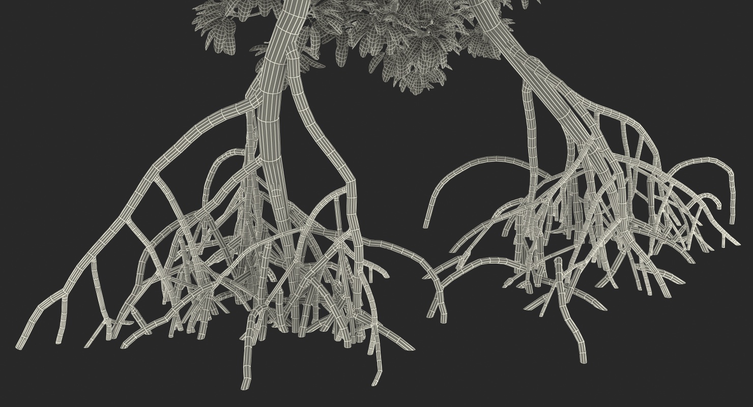 Mangrove Trees 3D model