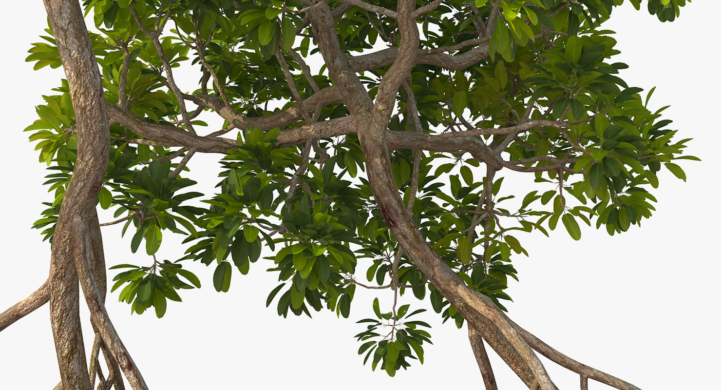 Mangrove Trees 3D model