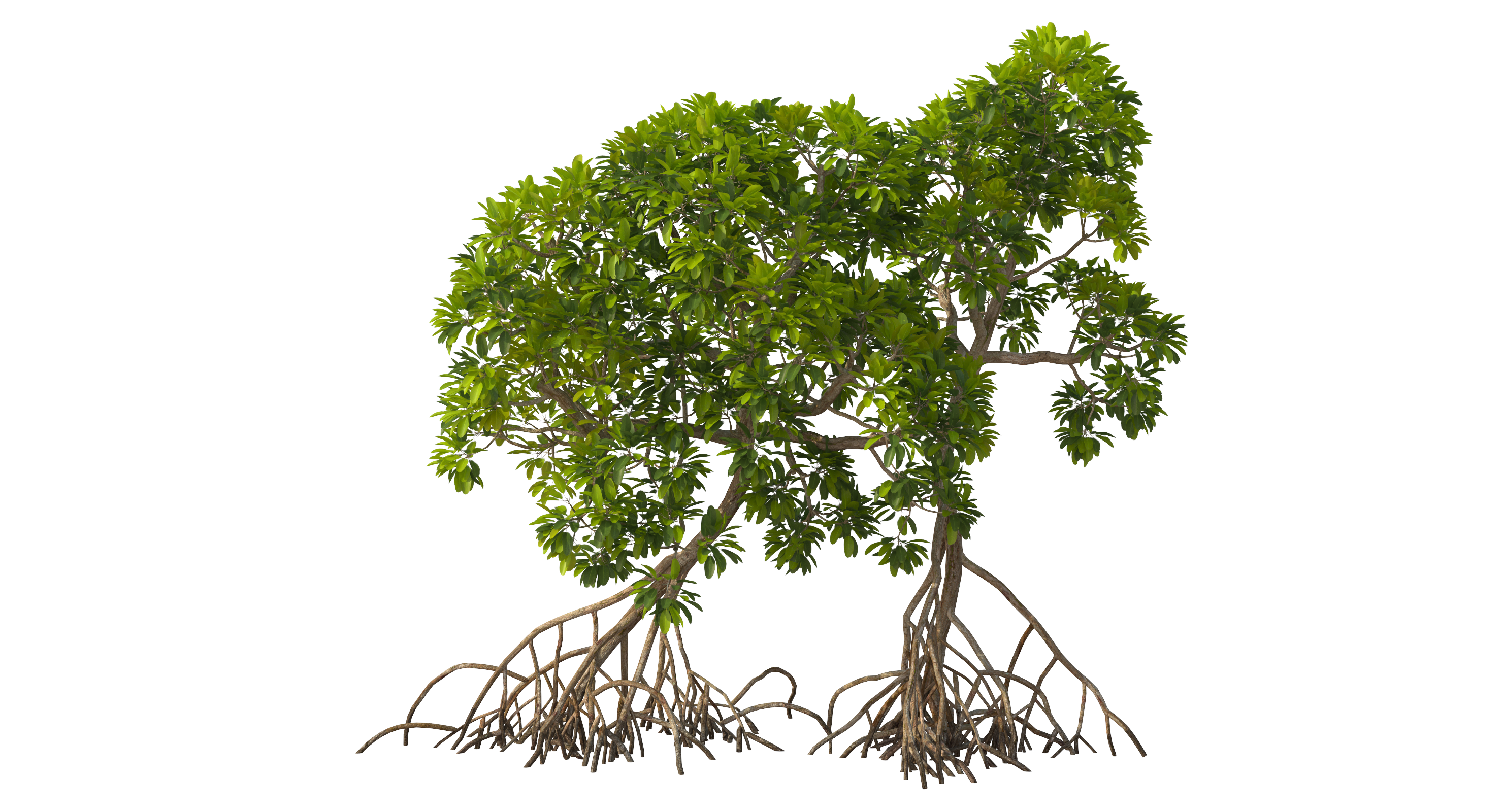 Mangrove Trees, view 11