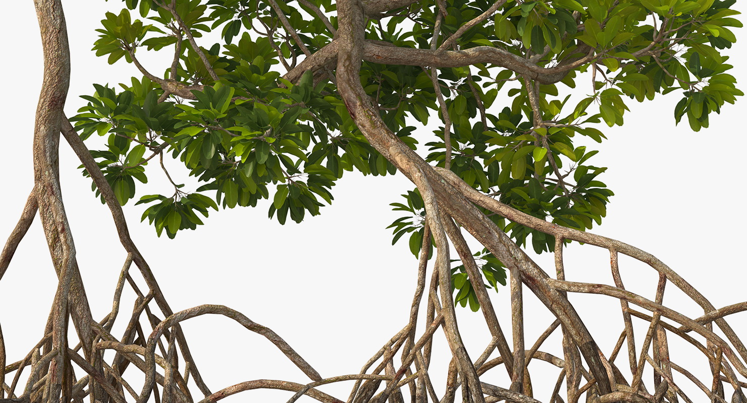 Mangrove Trees 3D model