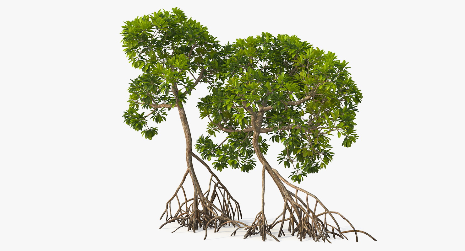 Mangrove Trees 3D model