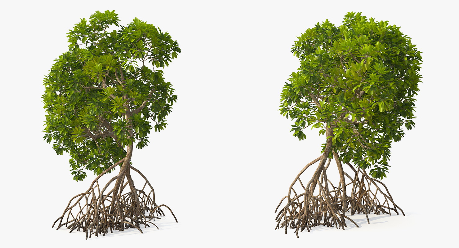 Mangrove Trees 3D model