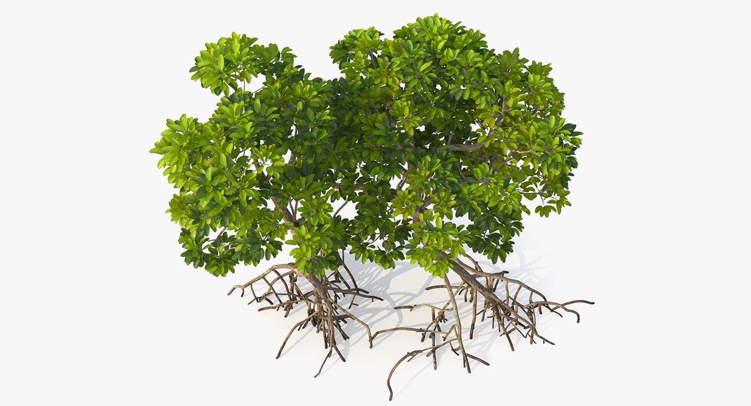 Mangrove Trees 3D model