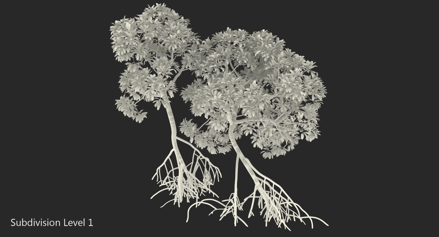 Mangrove Trees 3D model