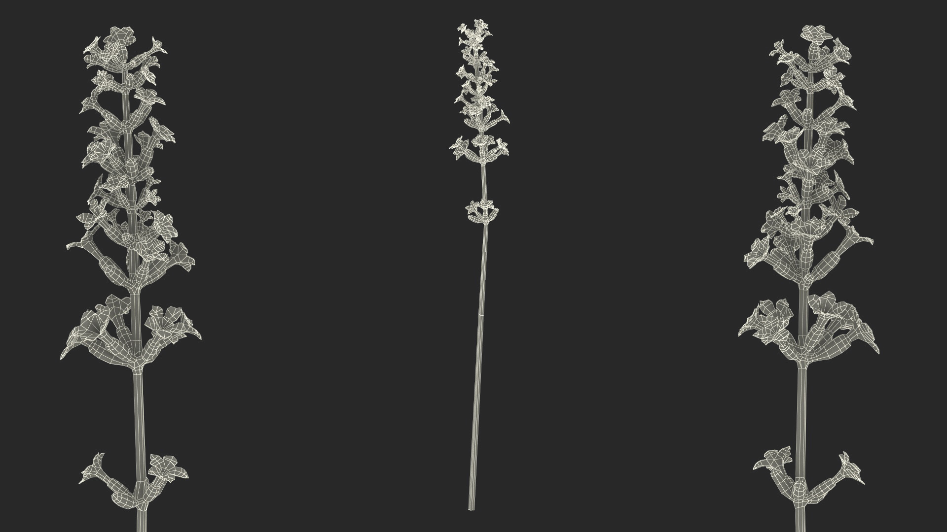 3D model Flower Lavender Stem