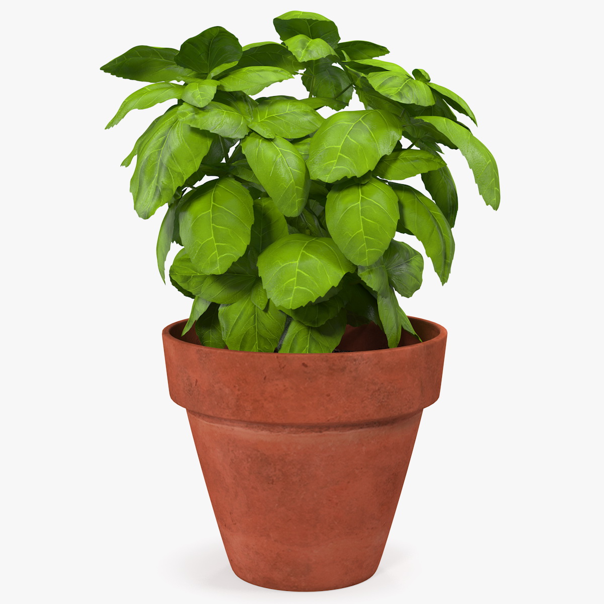 3D model Fresh Basil Herb in a Pot