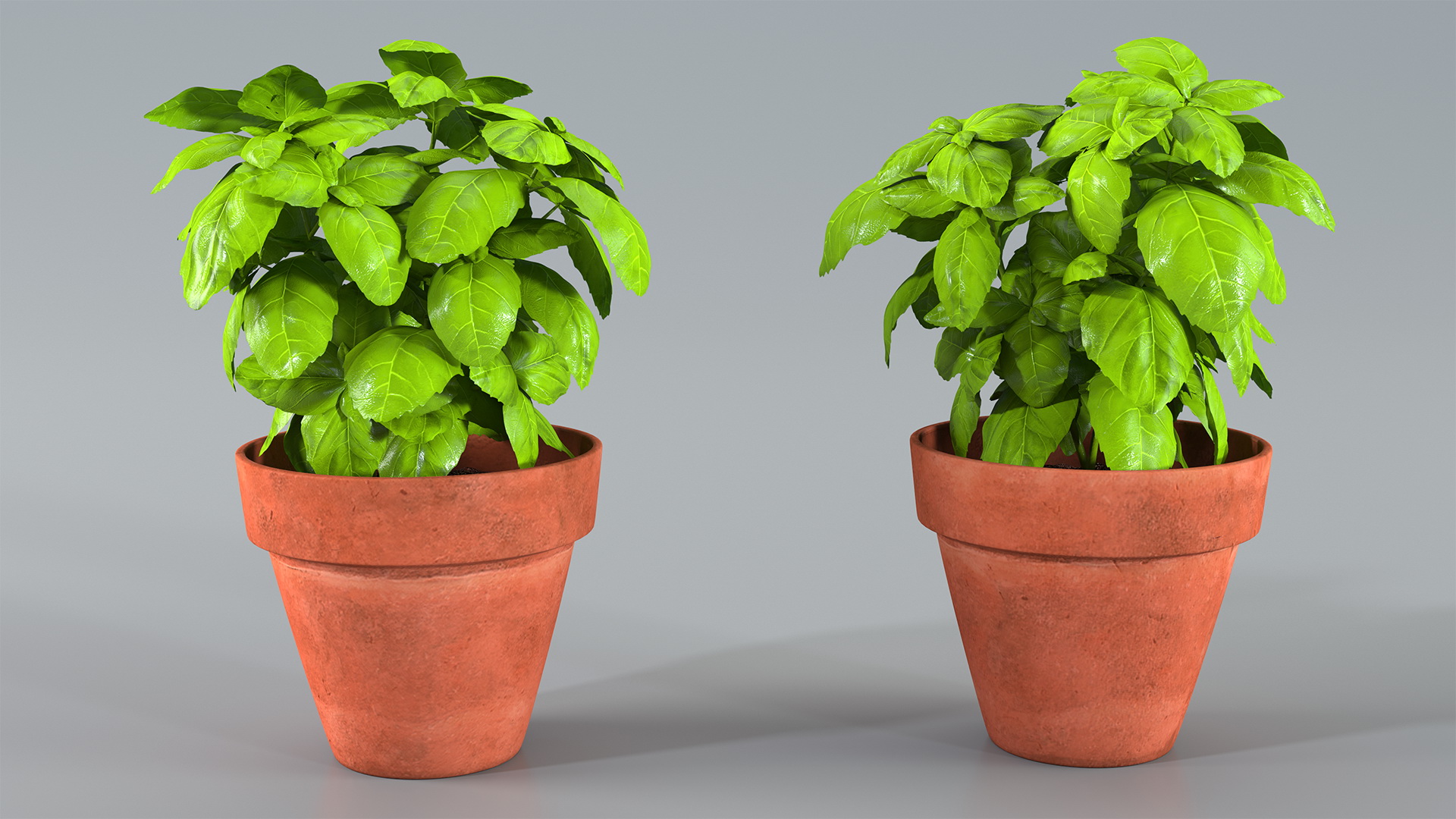 3D model Fresh Basil Herb in a Pot