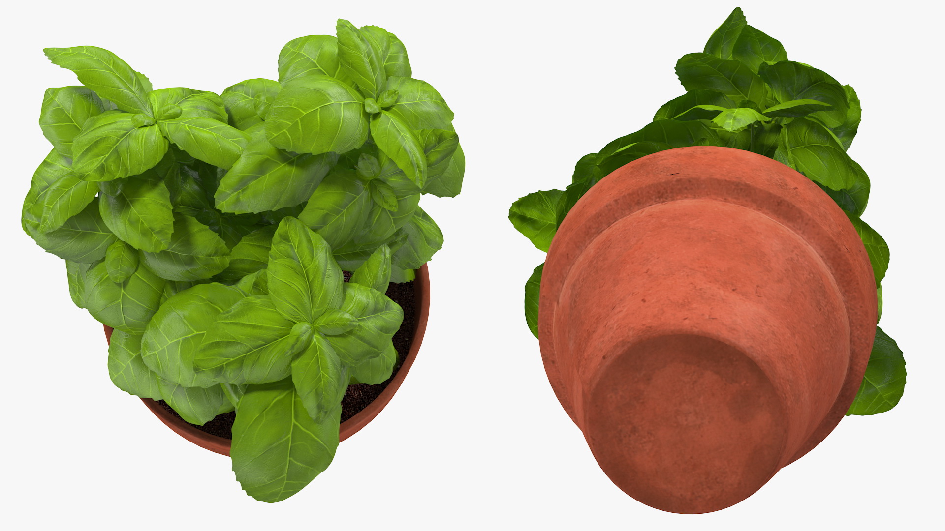 3D model Fresh Basil Herb in a Pot