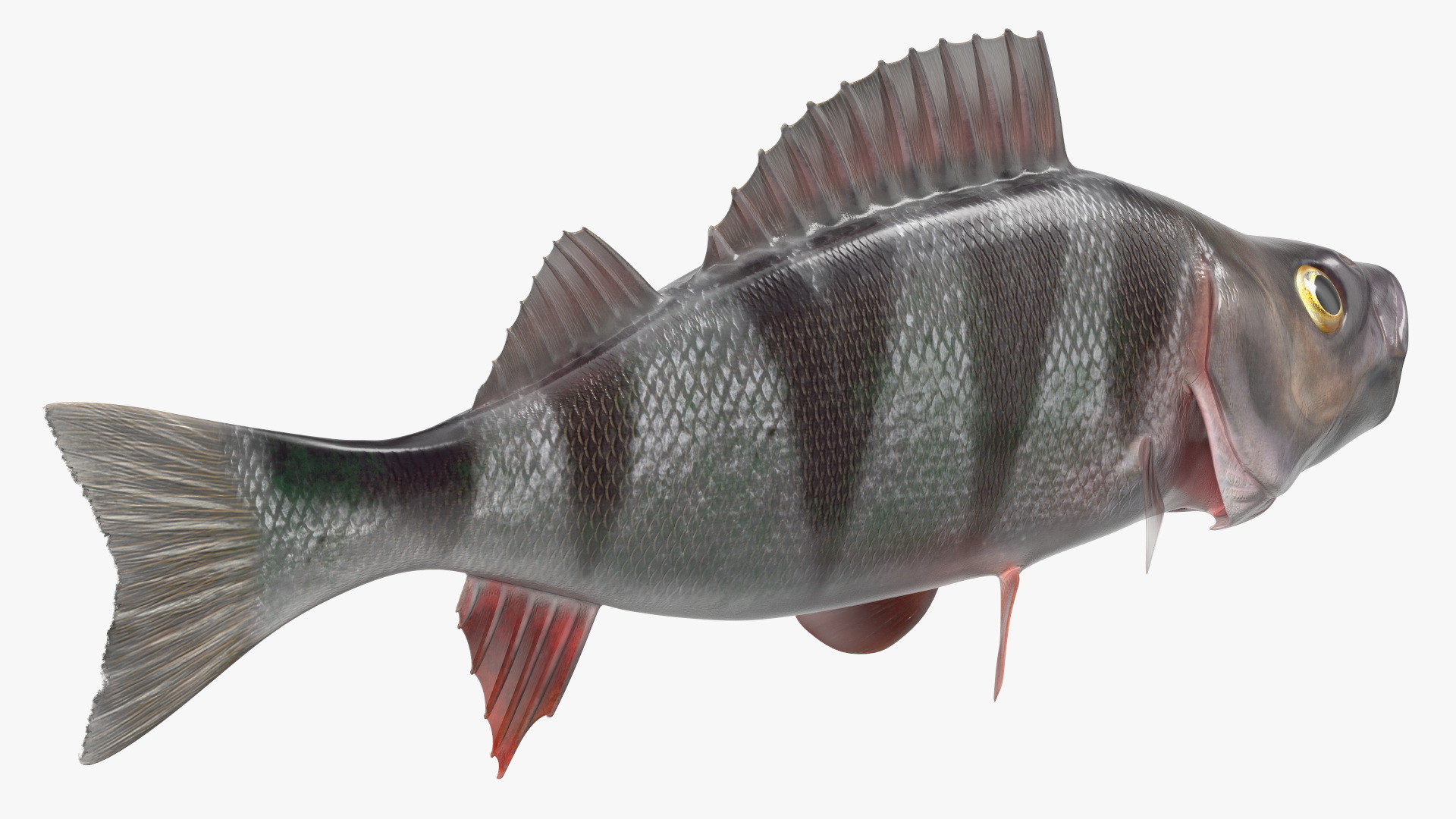 3D Perca Fluviatilis Rigged for Cinema 4D model