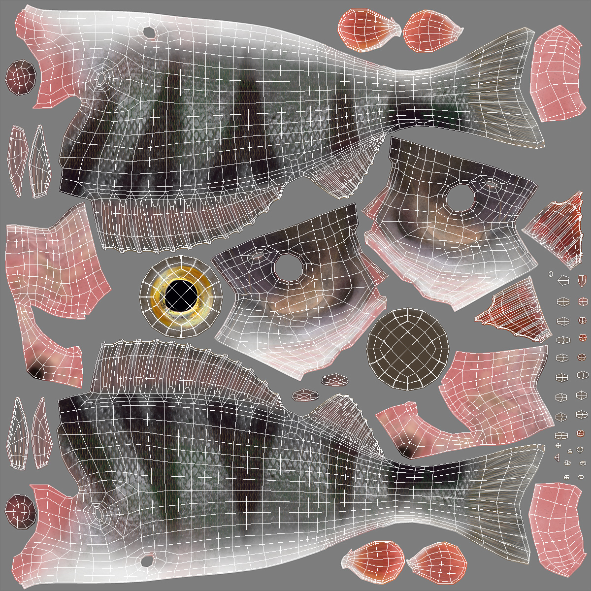 3D Perca Fluviatilis Rigged for Cinema 4D model