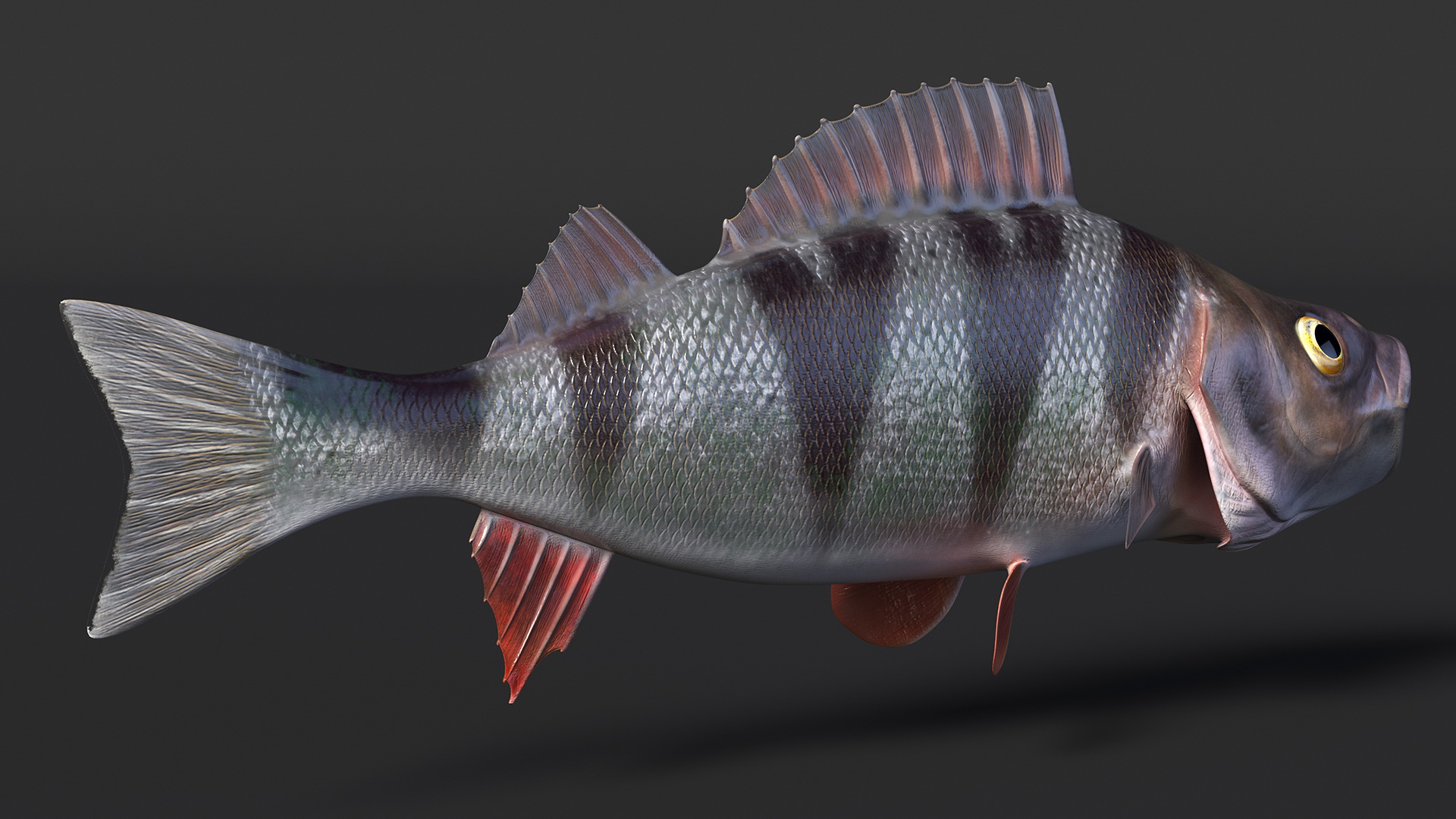 3D Perca Fluviatilis Rigged for Cinema 4D model