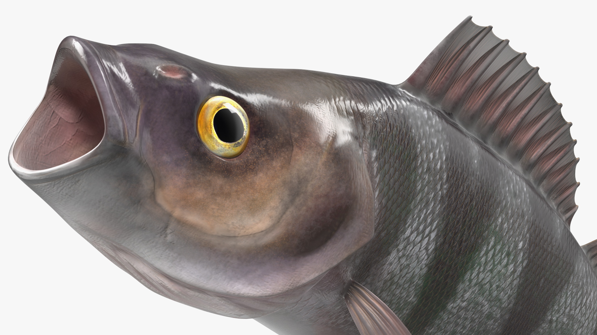 3D Perca Fluviatilis Rigged for Cinema 4D model