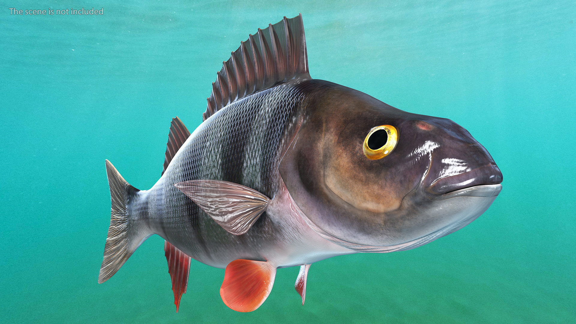 3D Perca Fluviatilis Rigged for Cinema 4D model
