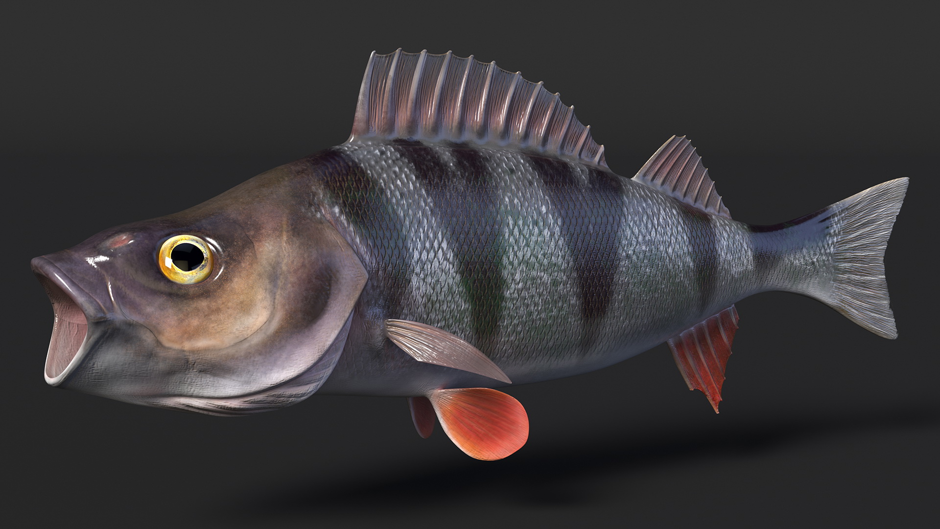 3D Perca Fluviatilis Rigged for Cinema 4D model