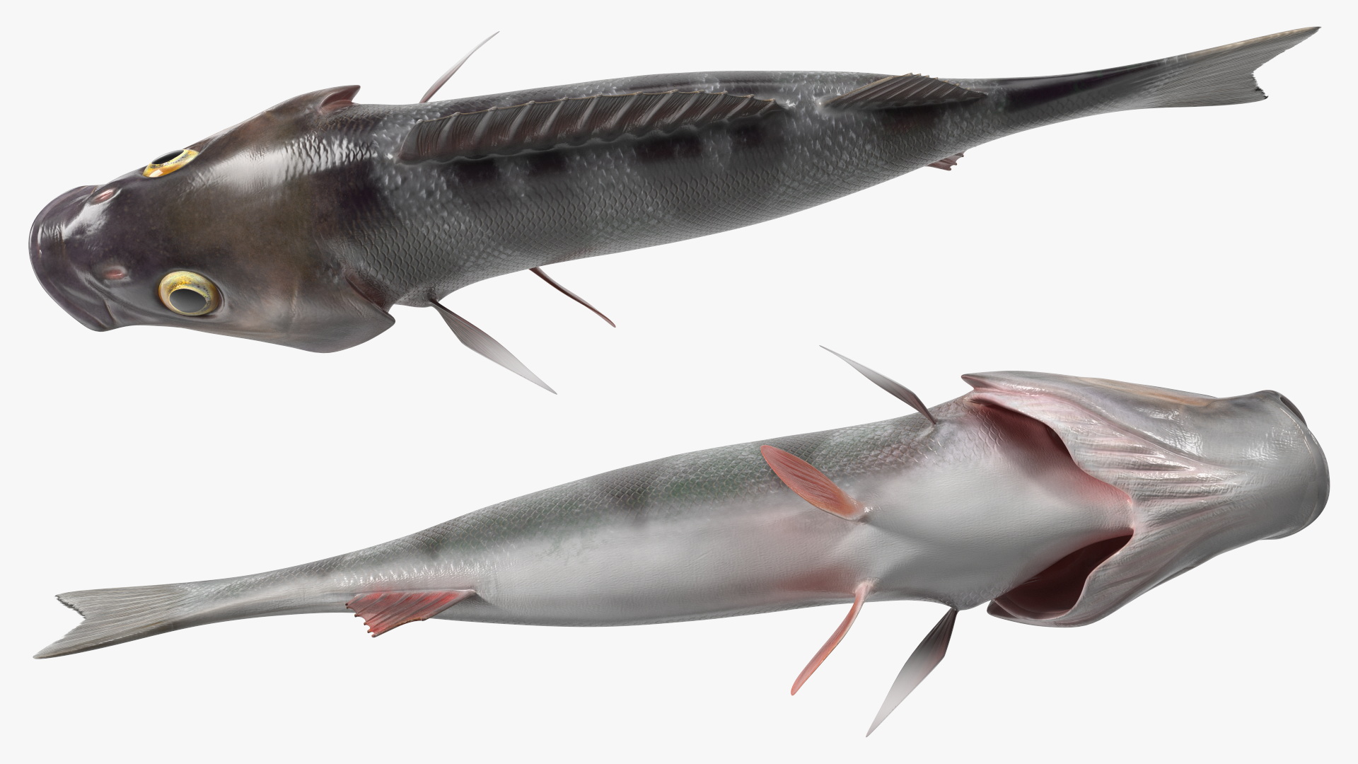 3D Perca Fluviatilis Rigged for Cinema 4D model