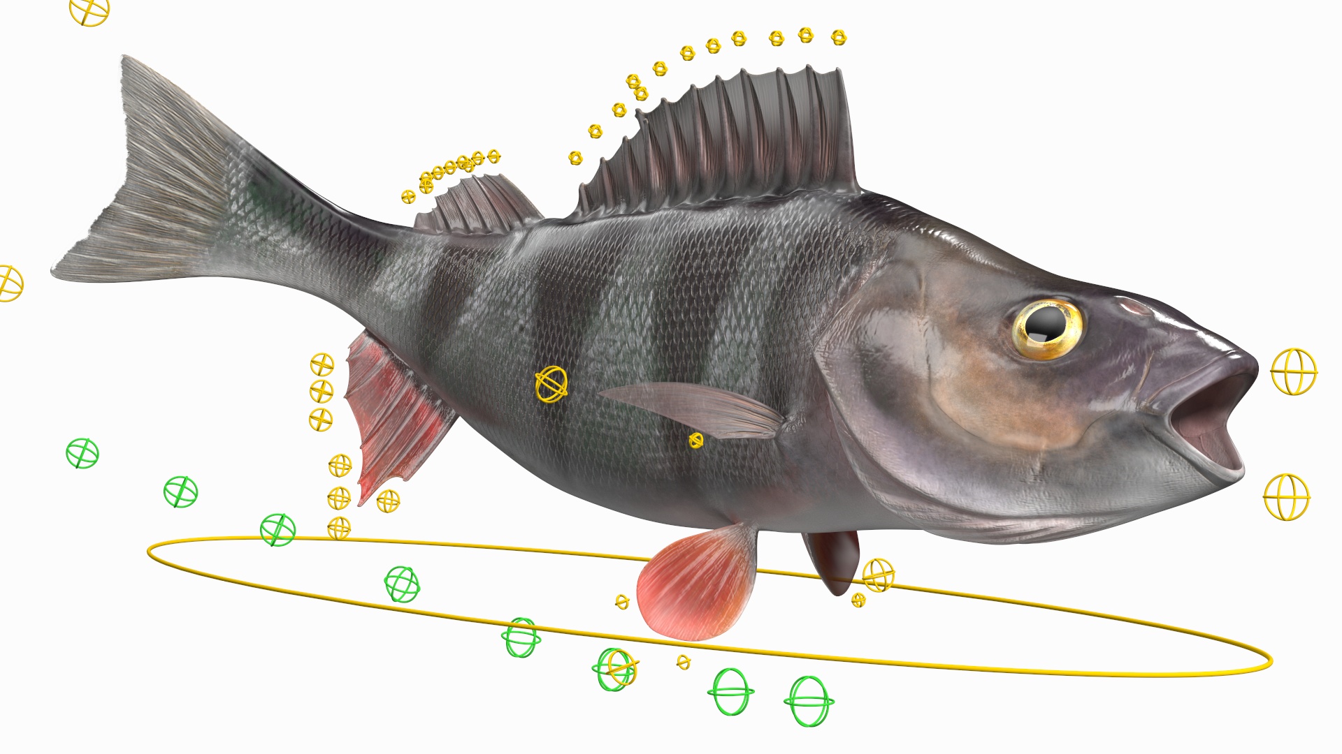 3D Perca Fluviatilis Rigged for Cinema 4D model