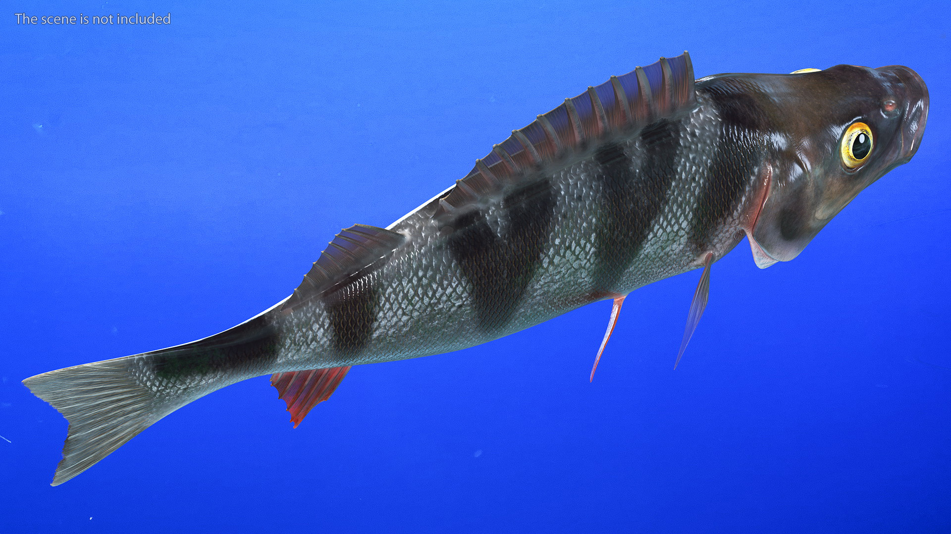 3D Perca Fluviatilis Rigged for Cinema 4D model