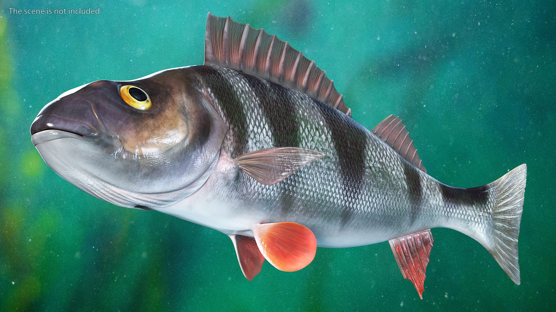 3D Perca Fluviatilis Rigged for Cinema 4D model