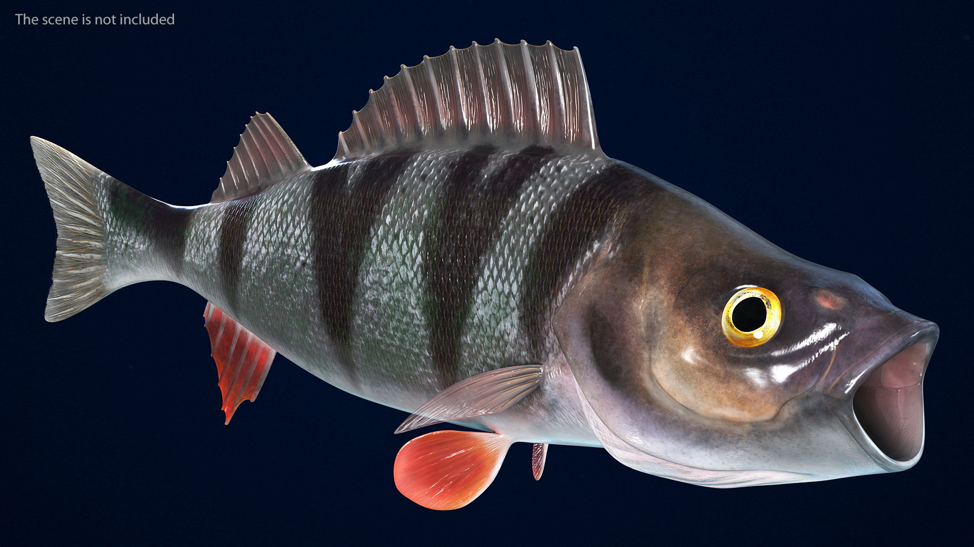 3D Perca Fluviatilis Rigged for Cinema 4D model