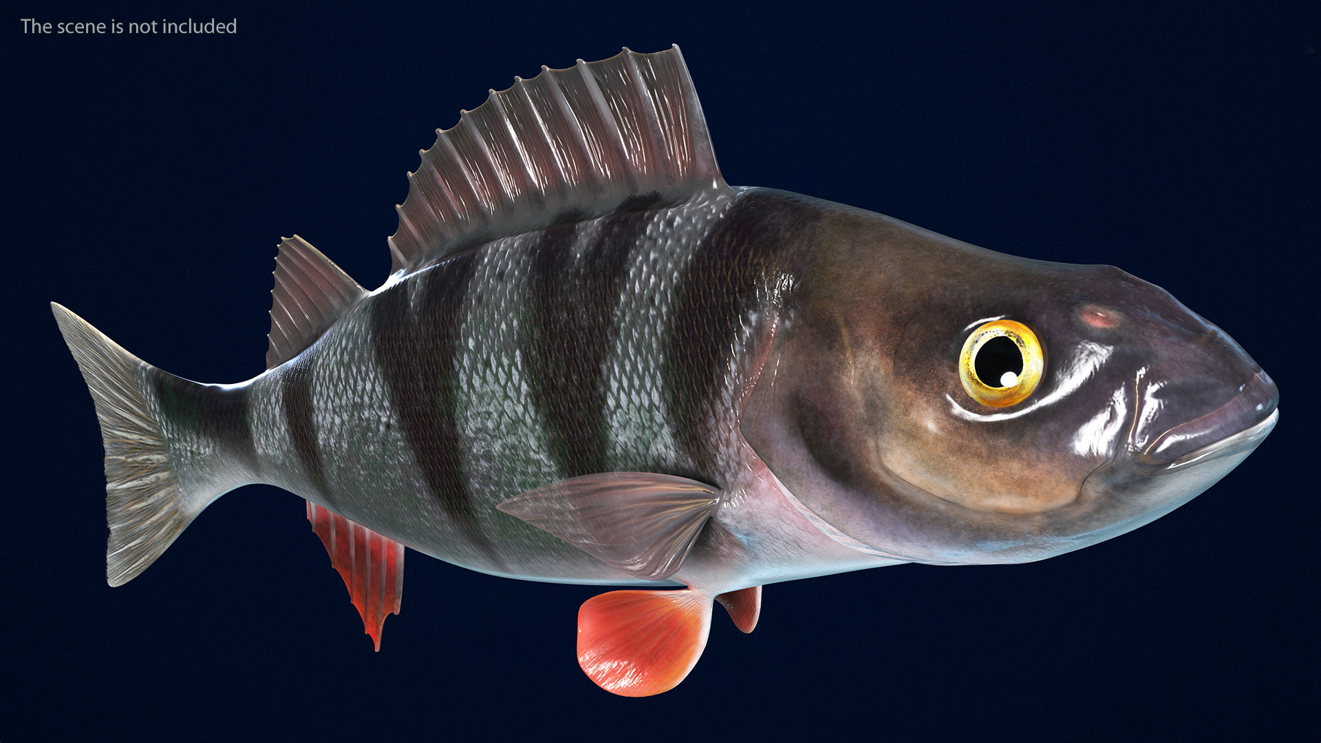 3D Perca Fluviatilis Rigged for Cinema 4D model