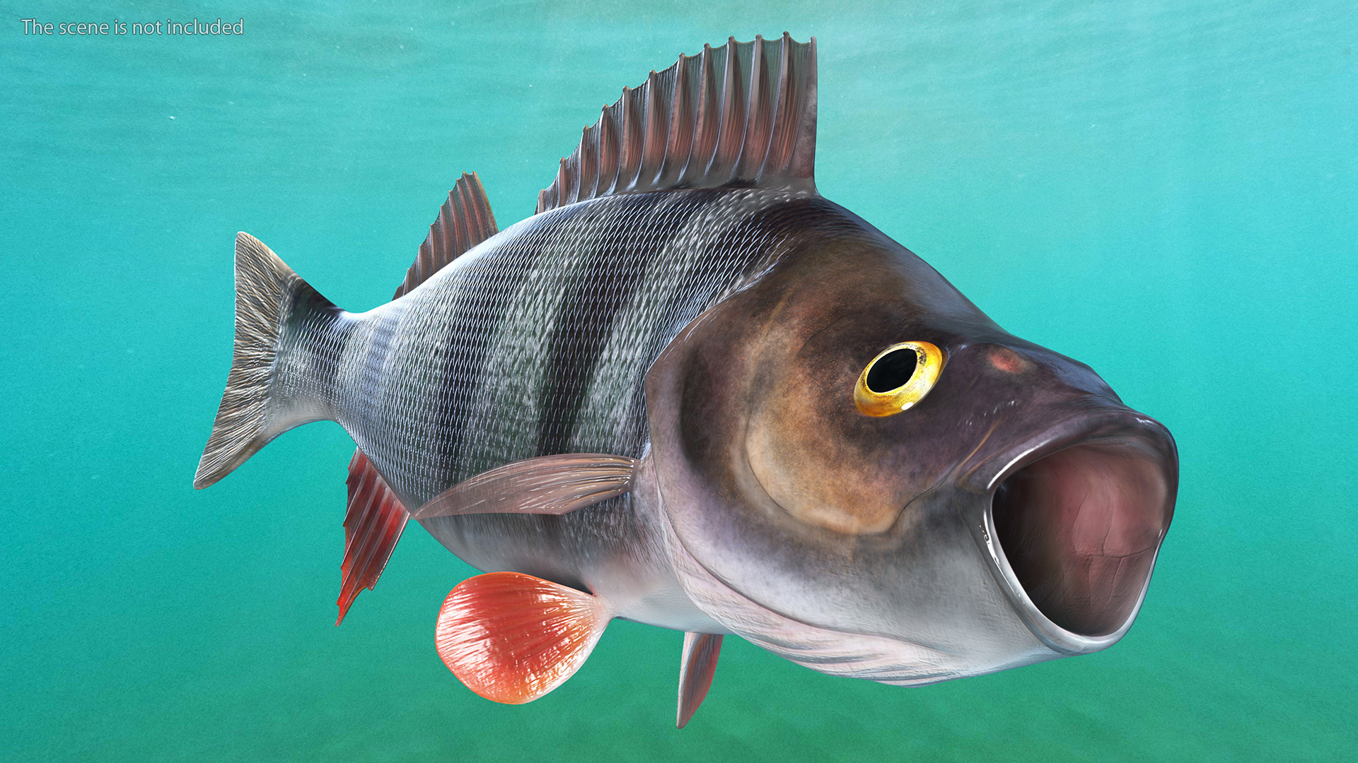3D Perca Fluviatilis Rigged for Cinema 4D model