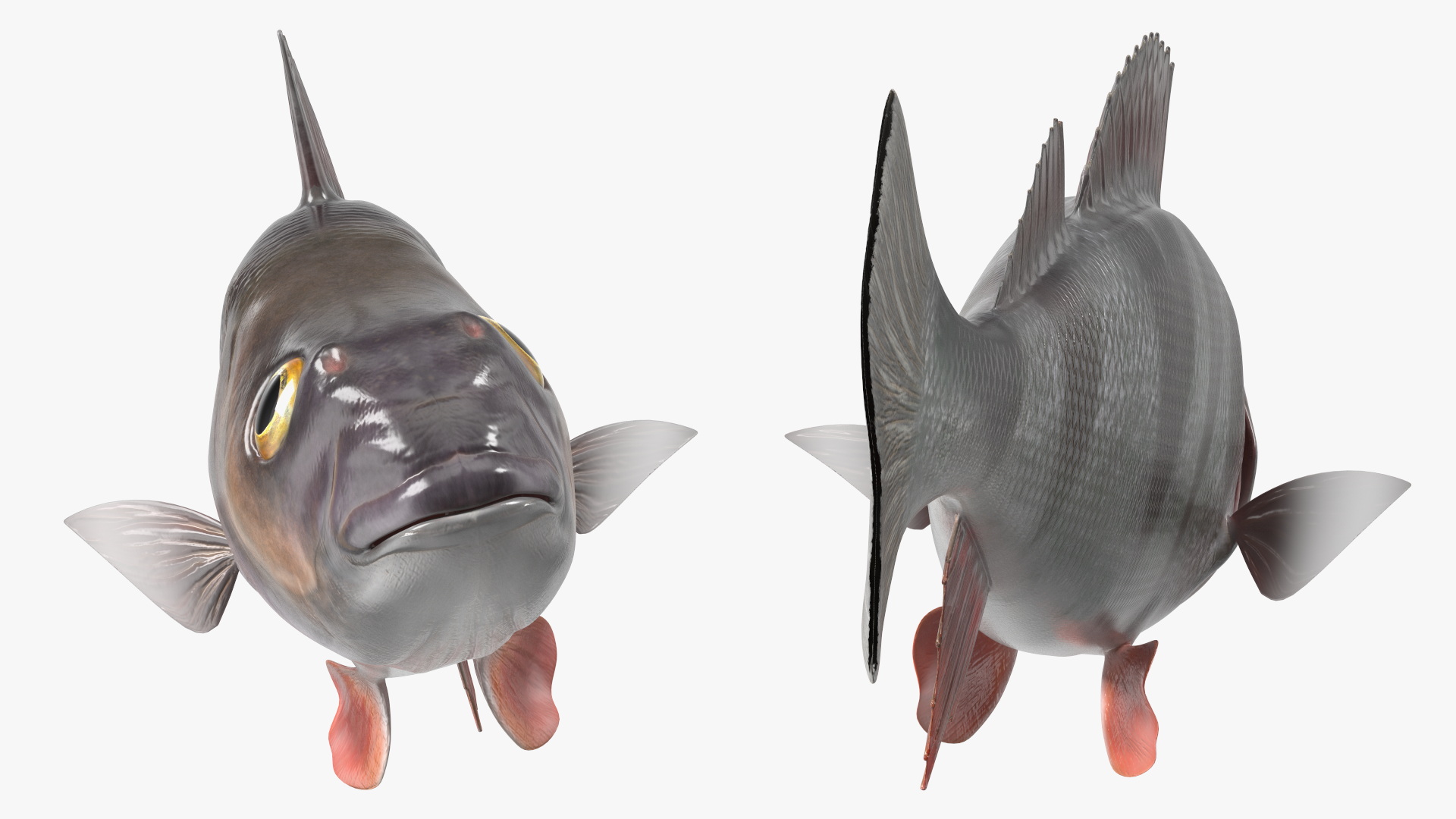 3D Perca Fluviatilis Rigged for Cinema 4D model