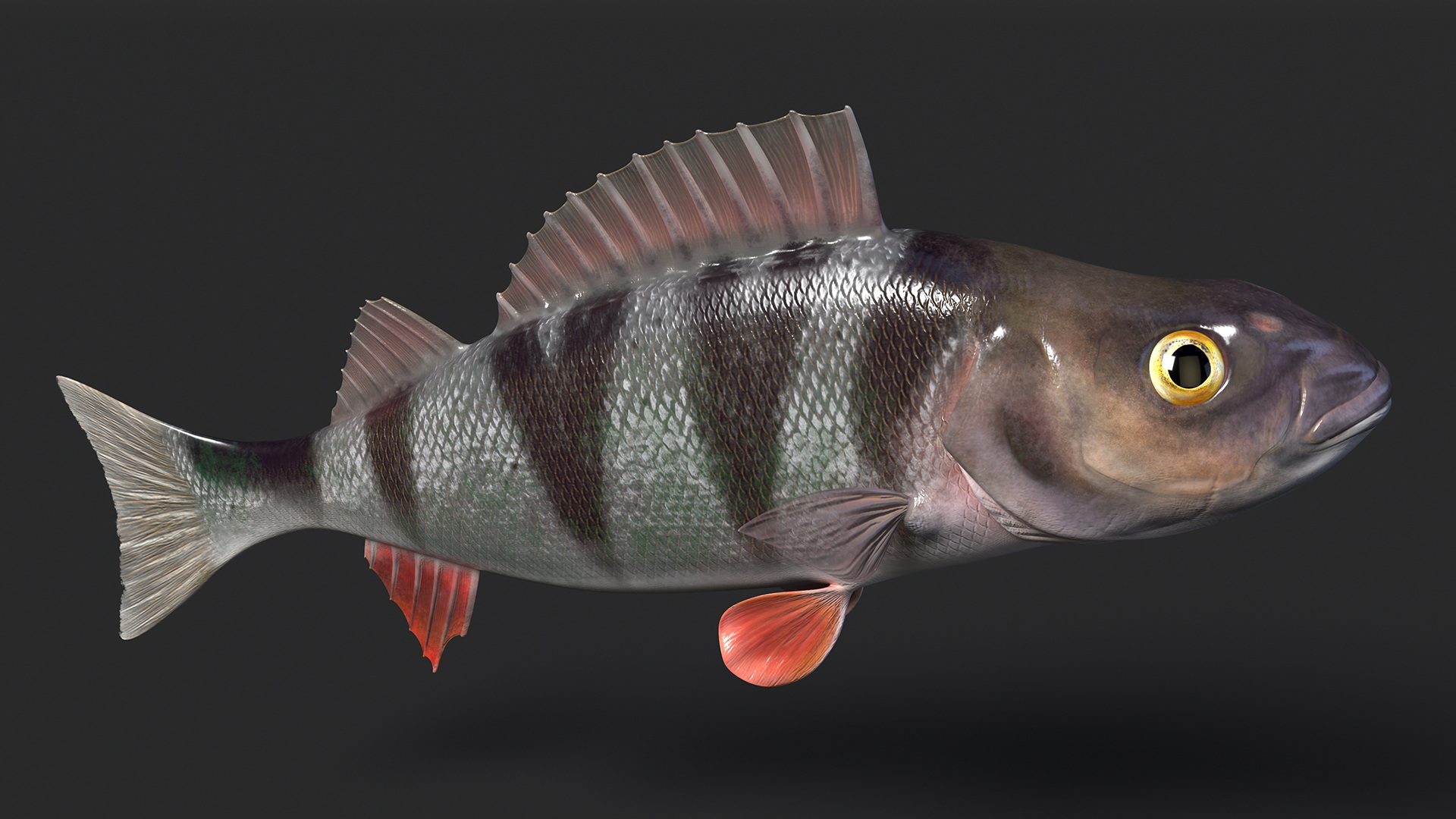 3D Perca Fluviatilis Rigged for Cinema 4D model