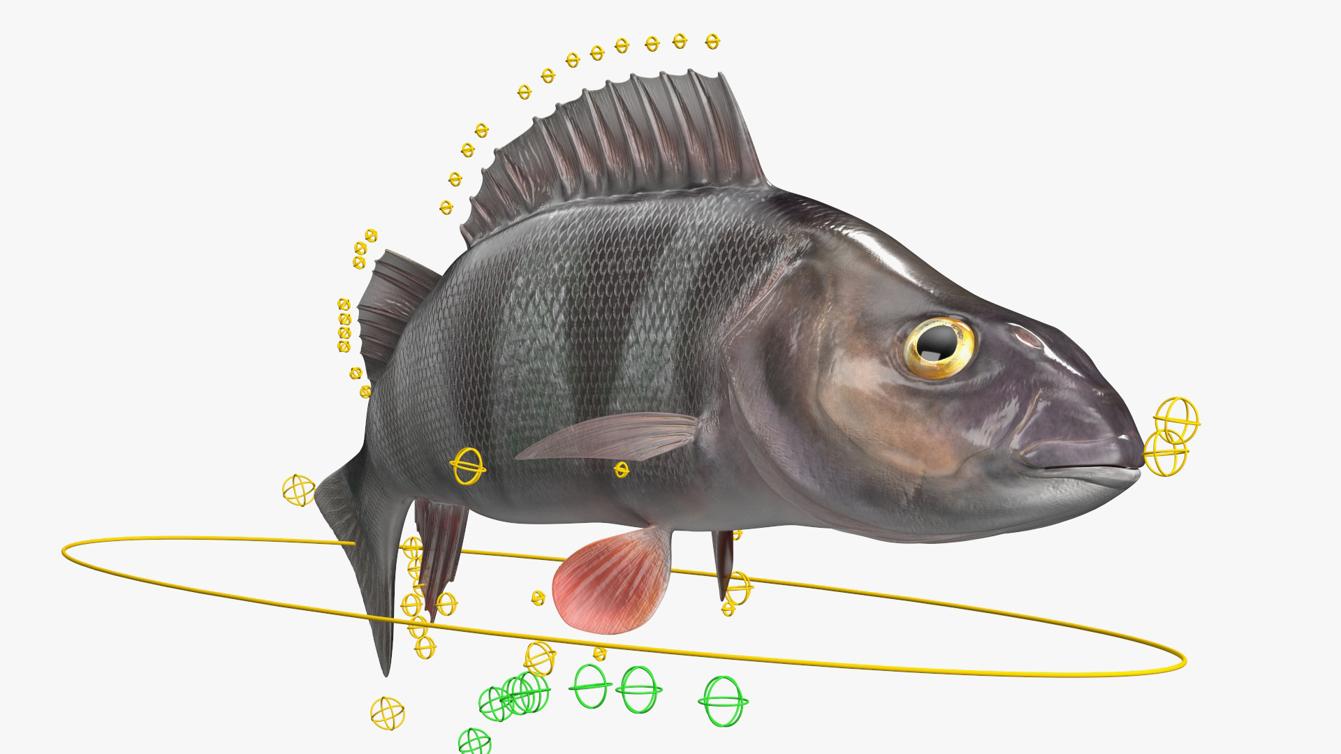 3D Perca Fluviatilis Rigged for Cinema 4D model