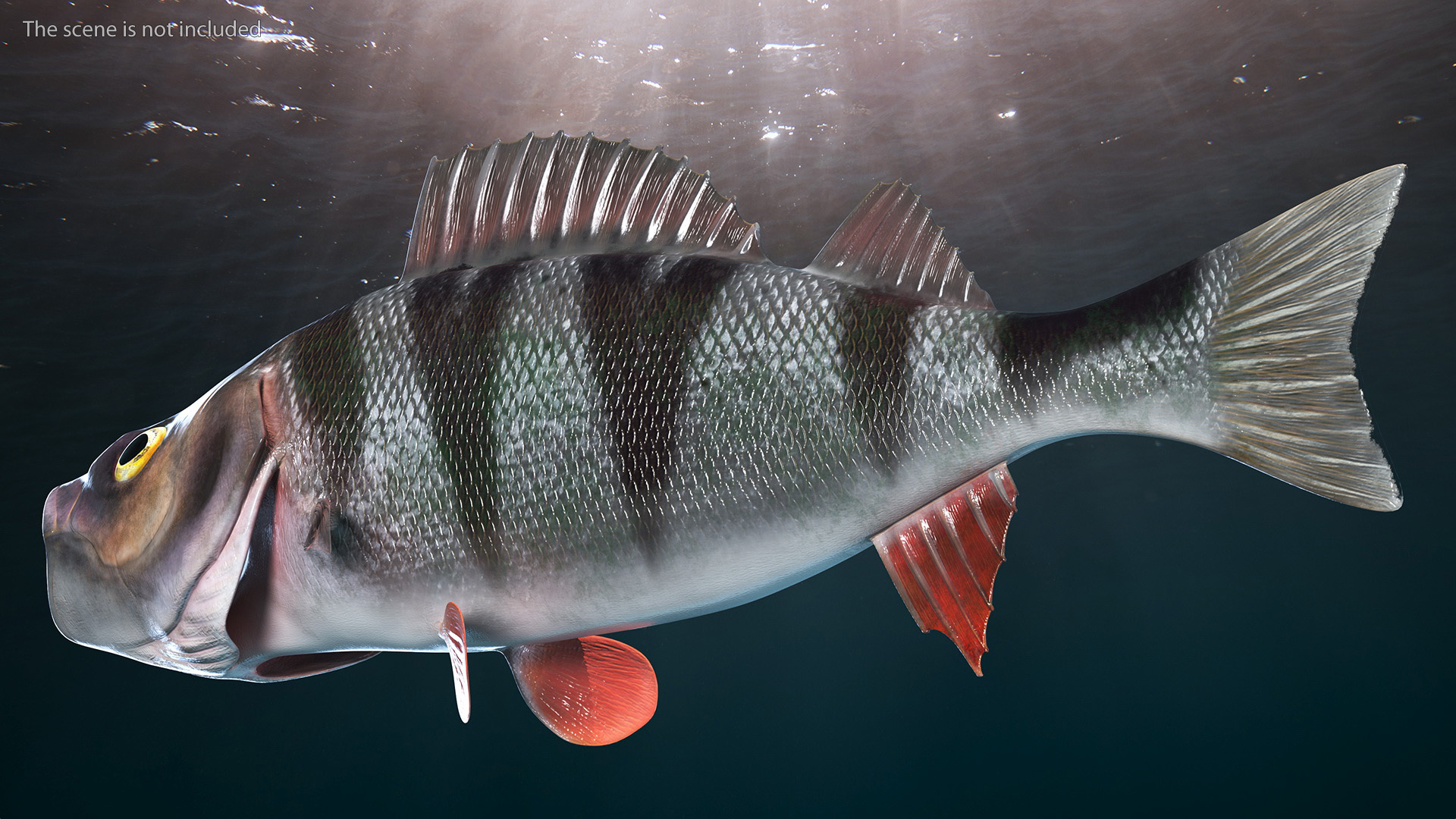 3D Perca Fluviatilis Rigged for Cinema 4D model