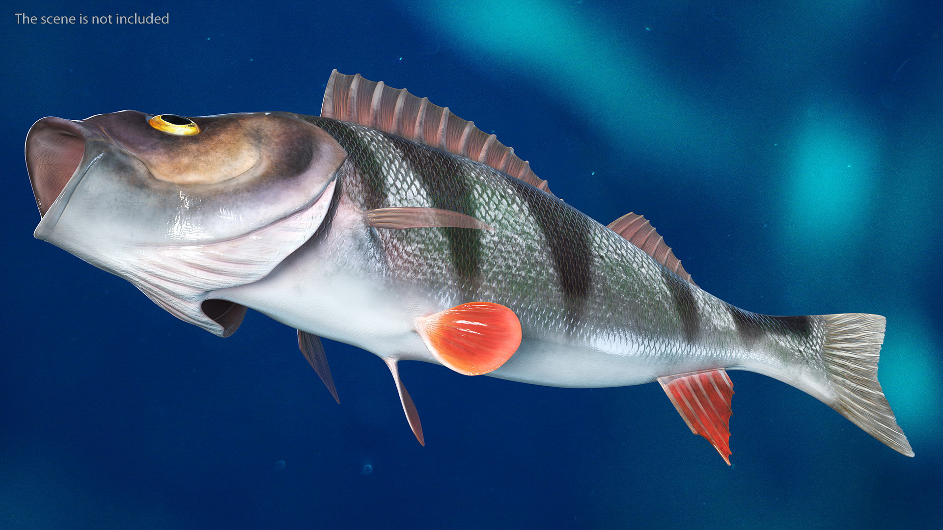 3D Perca Fluviatilis Rigged for Cinema 4D model